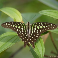 Graphium agamemnon Linnaeus, 1758